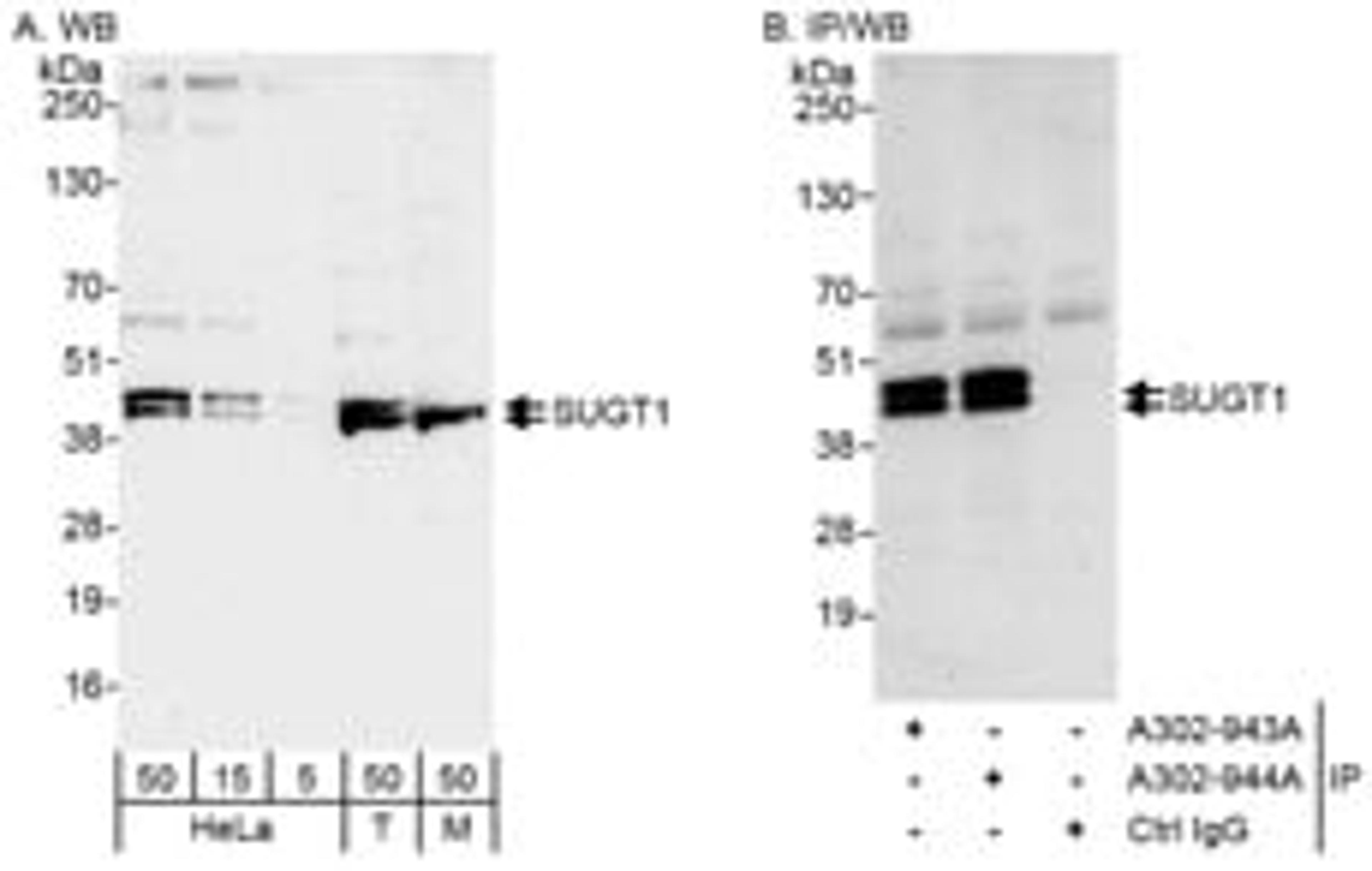 Detection of human and mouse Sgt1 (SUGT) by western blot (h&m) and immunoprecipitation (h).