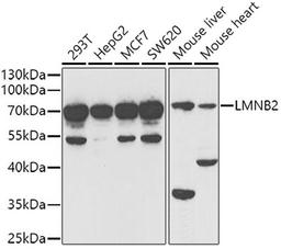 Western blot - LMNB2 antibody (A6483)