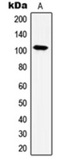 Western blot analysis of HeLa (Lane 1) whole cell lysates using HSPH1 antibody