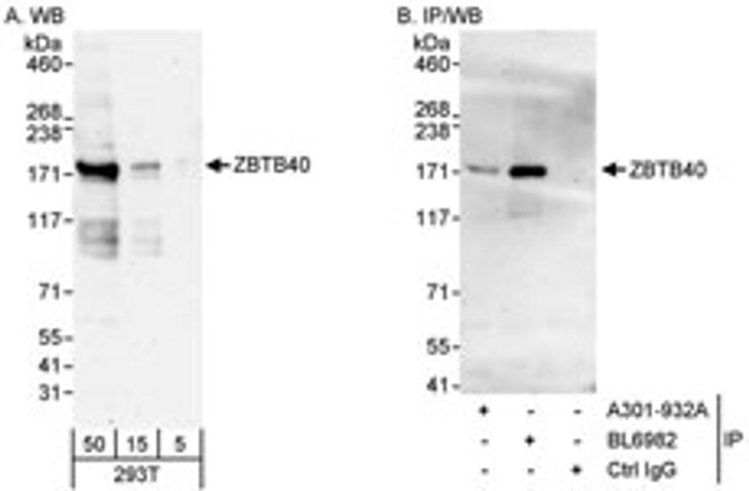 Detection of human ZBTB40 by western blot and immunoprecipitation.