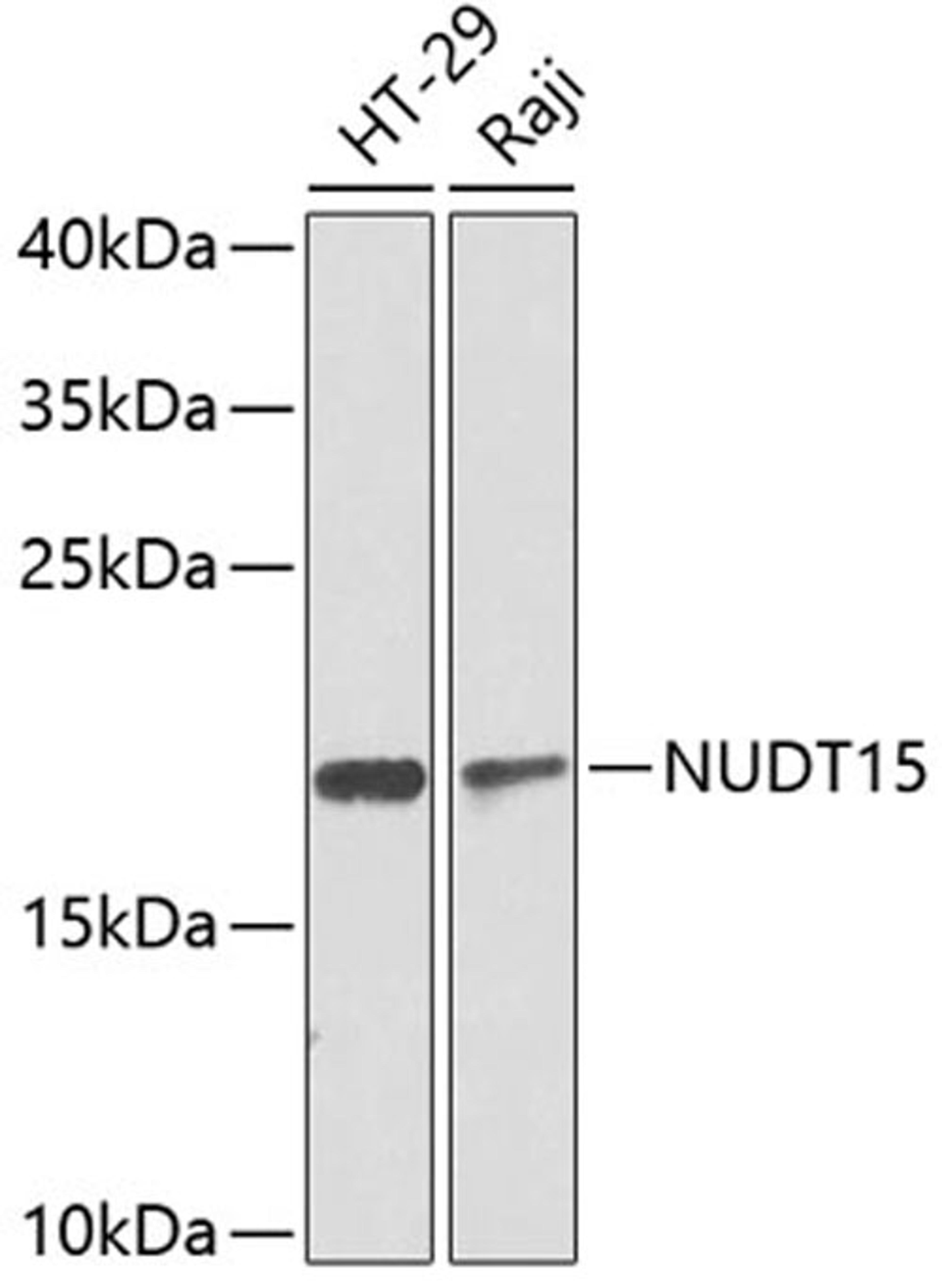 Western blot - NUDT15 antibody (A8368)