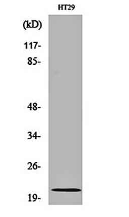 Western blot analysis of HT29 cell lysates using MRP-L18 antibody