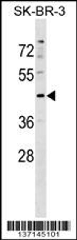 Western blot analysis in SK-BR-3 cell line lysates (35ug/lane).