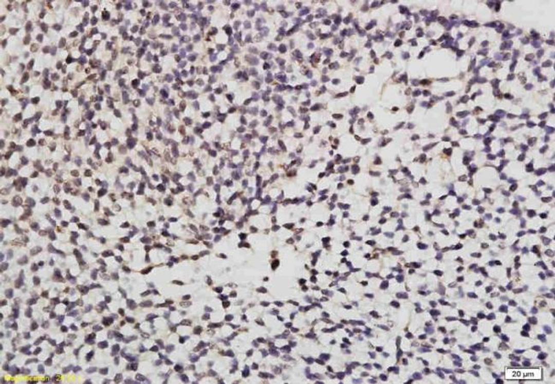 IHC-P of mouse embryo using GATA6 antibody.