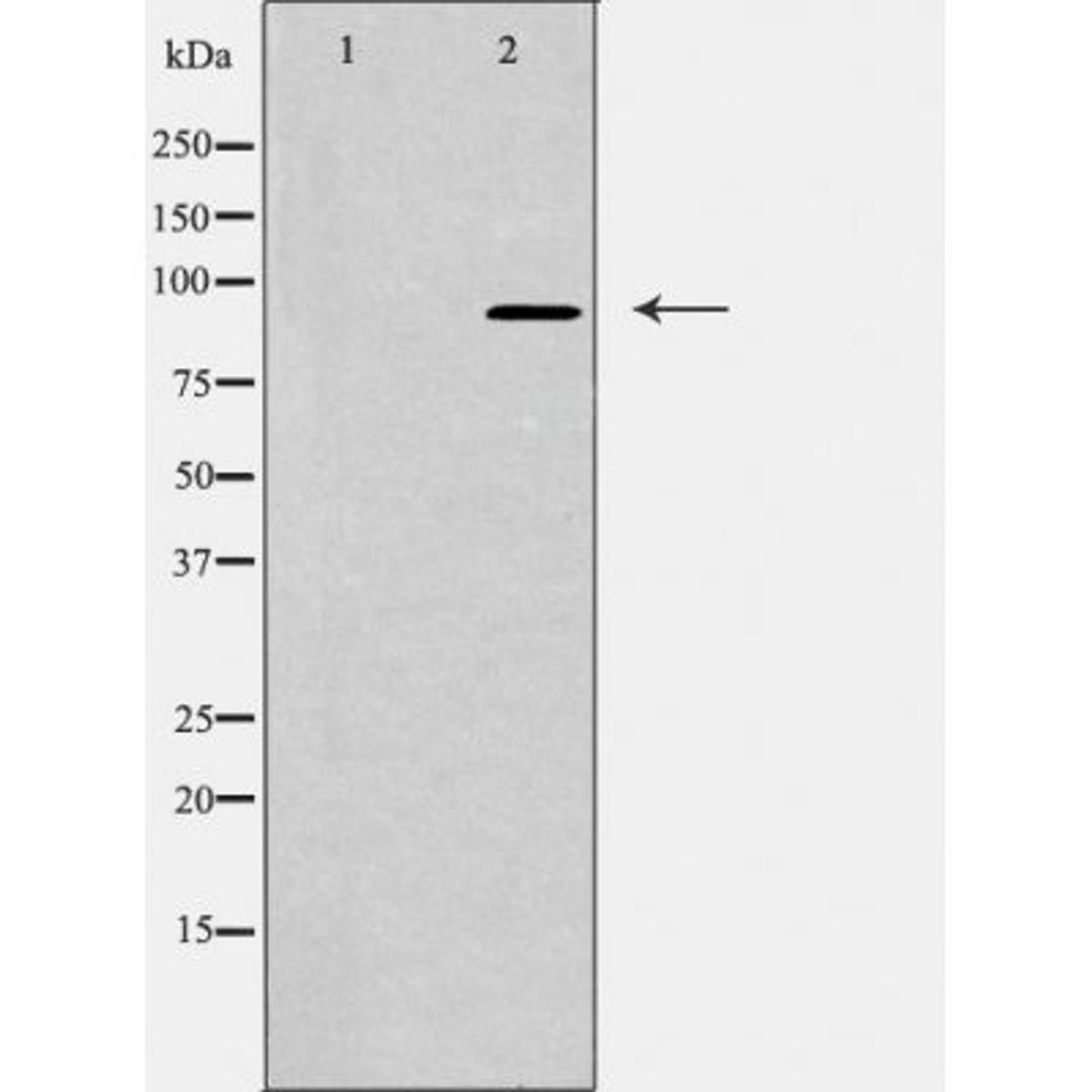 Western blot analysis of rat liver cells using NUP93 antibody