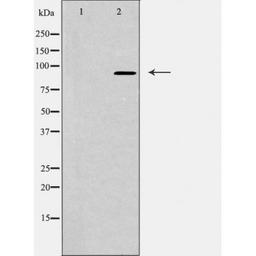 Western blot analysis of rat liver cells using NUP93 antibody