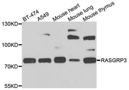 Western blot analysis of extracts of various cells using RASGRP3 antibody