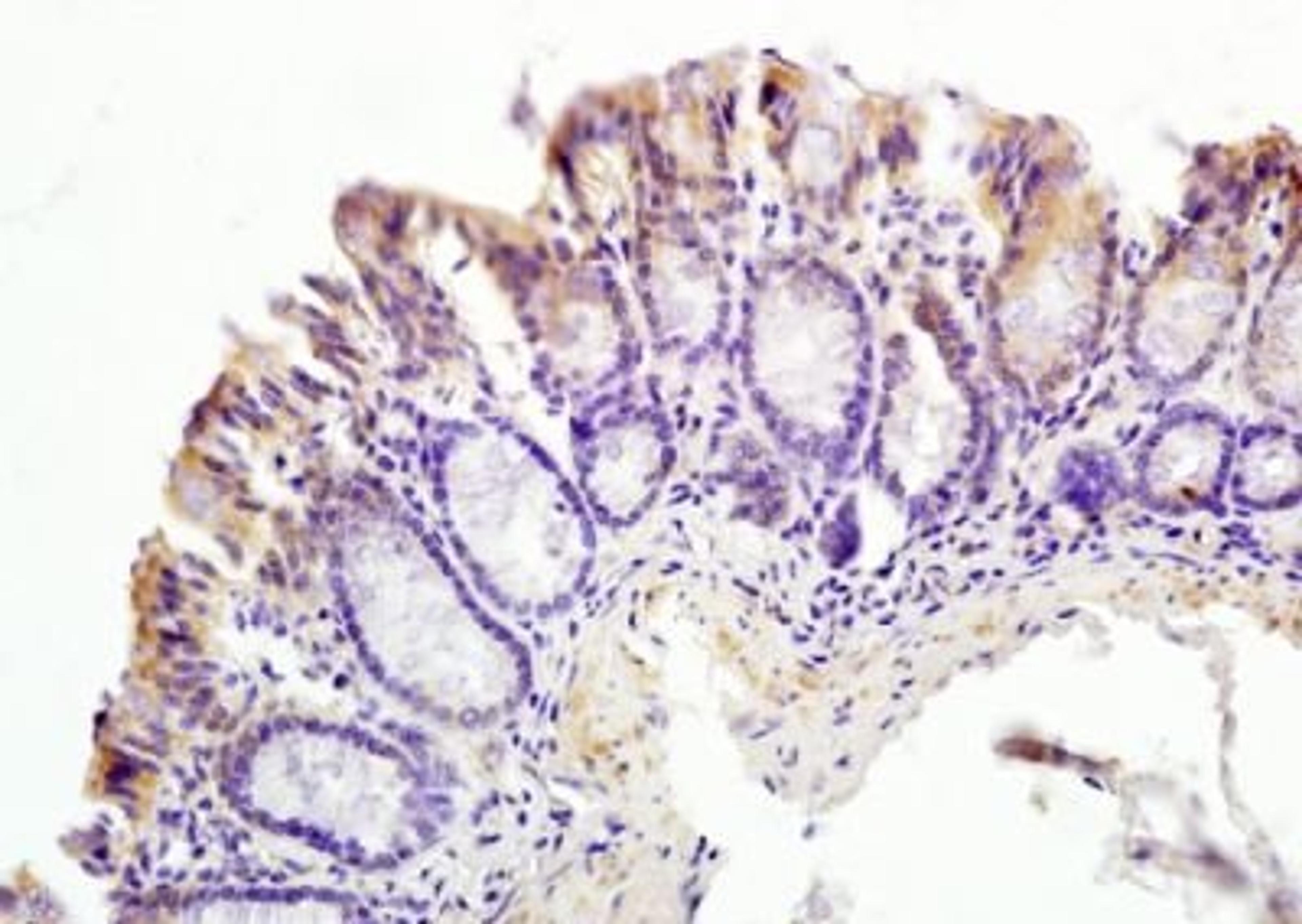 Immunohistochemical analysis of formalin-fixed paraffin embedded mouse small intestine tissue using CT054 antibody (dilution at 1:200)