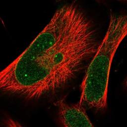 Immunocytochemistry/Immunofluorescence: PRA1 Antibody [NBP1-80883] - staining of human cell line U-251 MG shows positivity in nucleoli & nuclear membrane.