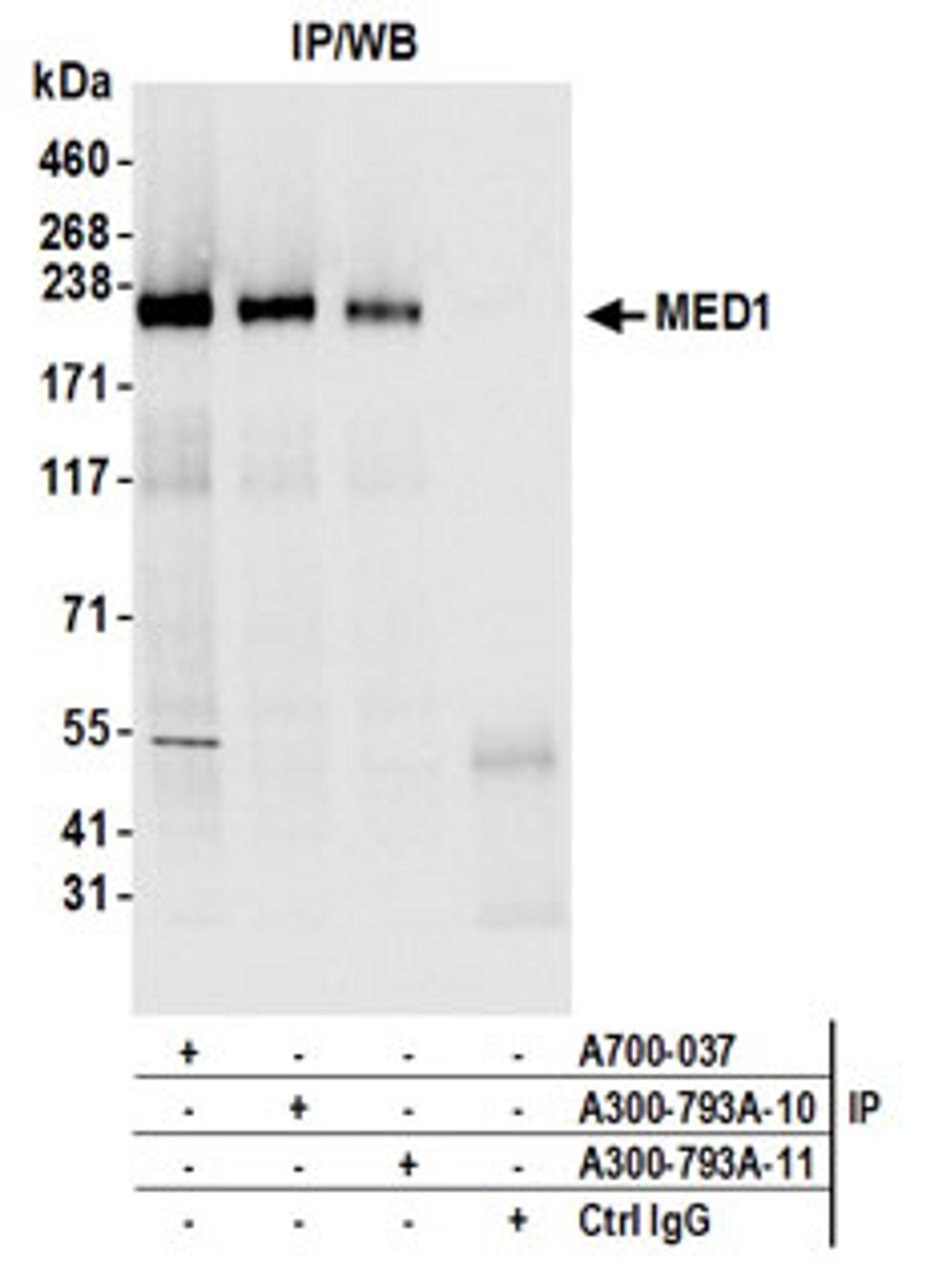 Detection of human MED1 by western blot of immunoprecipitates.