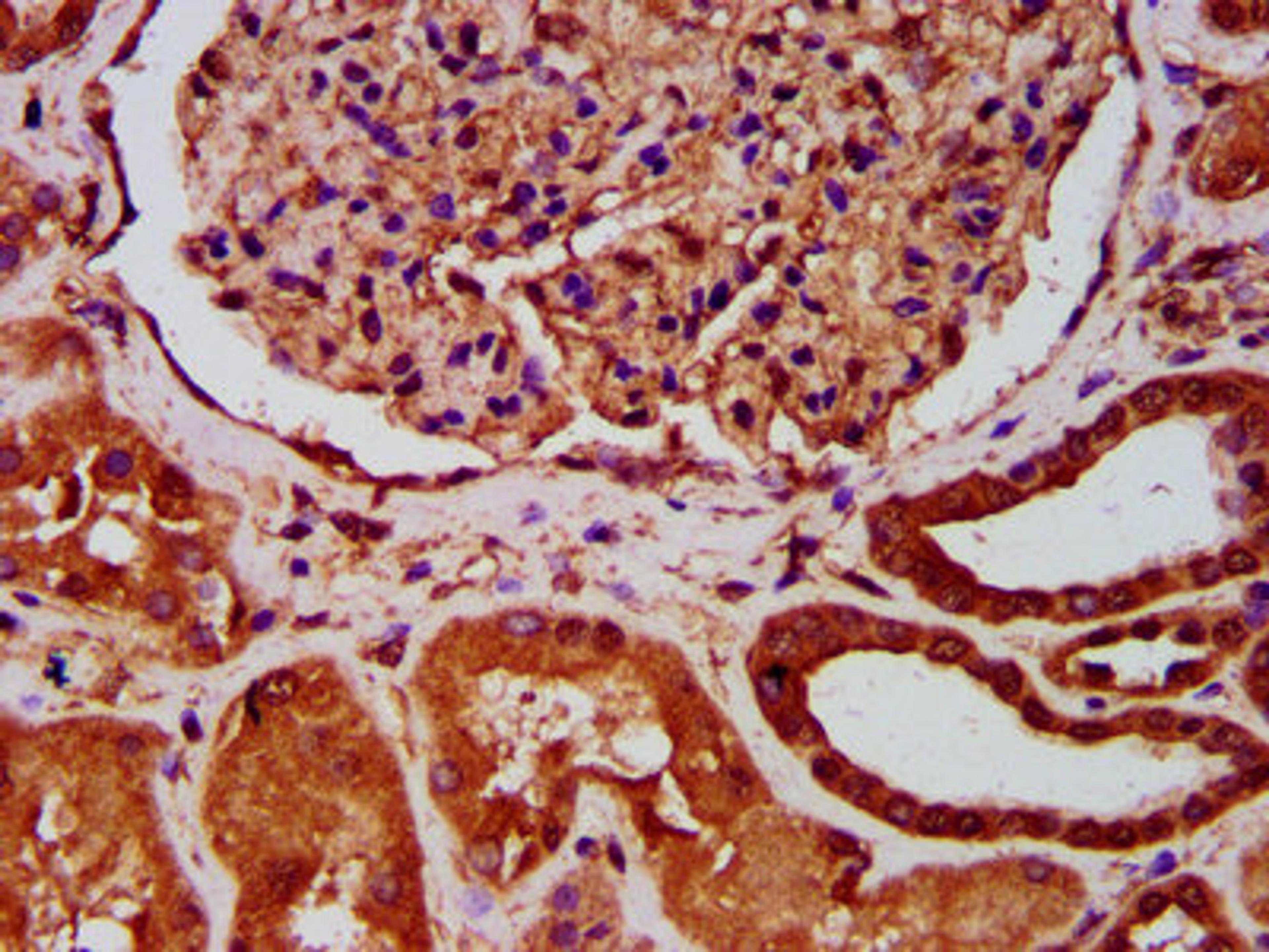IHC image of CSB-PA002468LA01HU diluted at 1:400 and staining in paraffin-embedded human kidney tissue performed on a Leica BondTM system. After dewaxing and hydration, antigen retrieval was mediated by high pressure in a citrate buffer (pH 6.0). Section was blocked with 10% normal goat serum 30min at RT. Then primary antibody (1% BSA) was incubated at 4°C overnight. The primary is detected by a biotinylated secondary antibody and visualized using an HRP conjugated SP system.