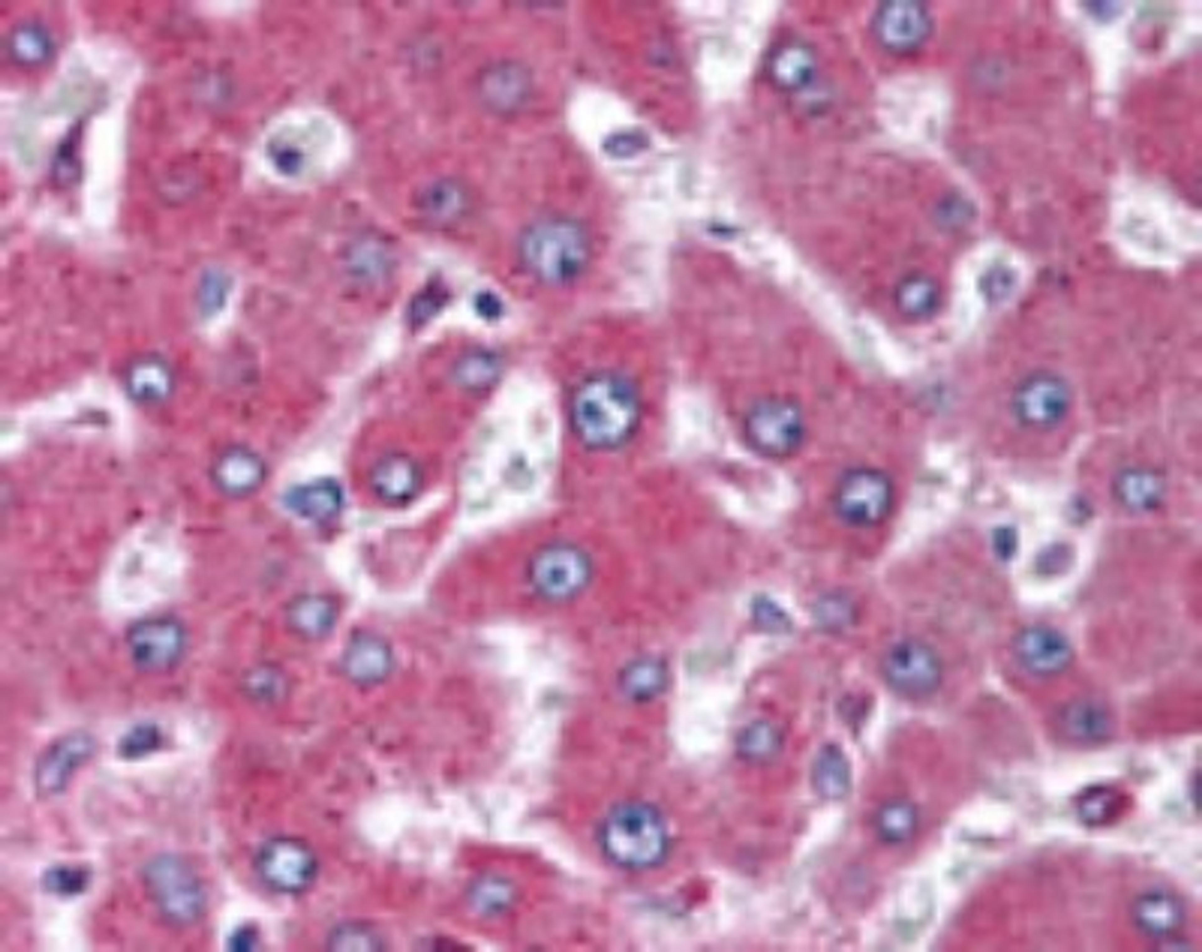 Immunohistochemistry-Paraffin: MARCH4 Antibody [NBP2-24502] - IHC analysis of human liver using this antibody at 5 ug/ml.