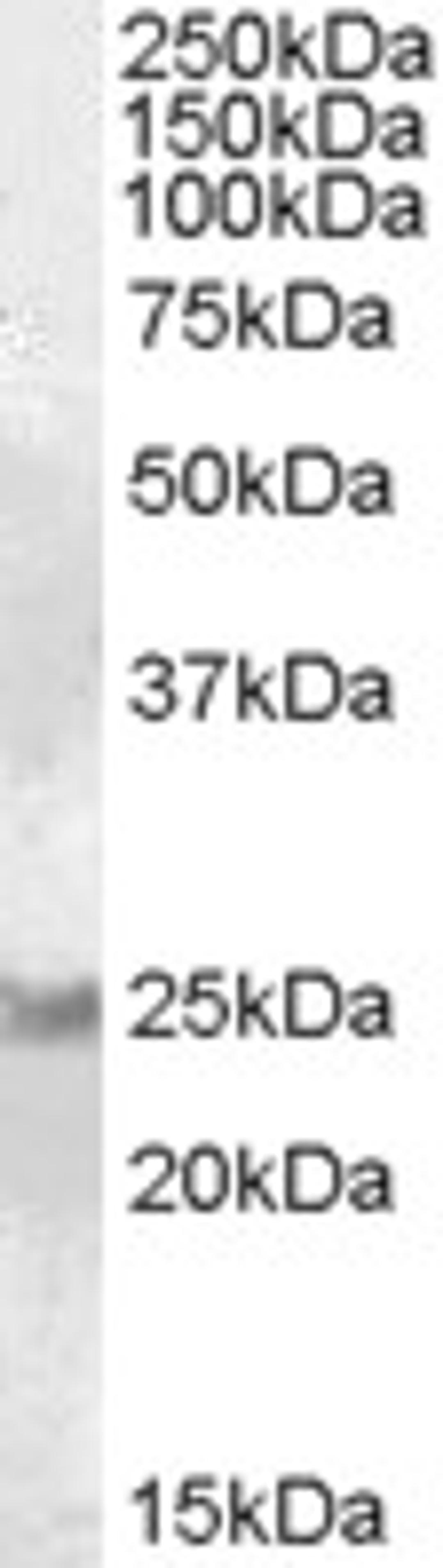 46-703 (0.1ug/ml) staining of Human Brain (Cerebellum) lysate (35ug protein in RIPA buffer). Primary incubation was 1 hour. Detected by chemiluminescence.