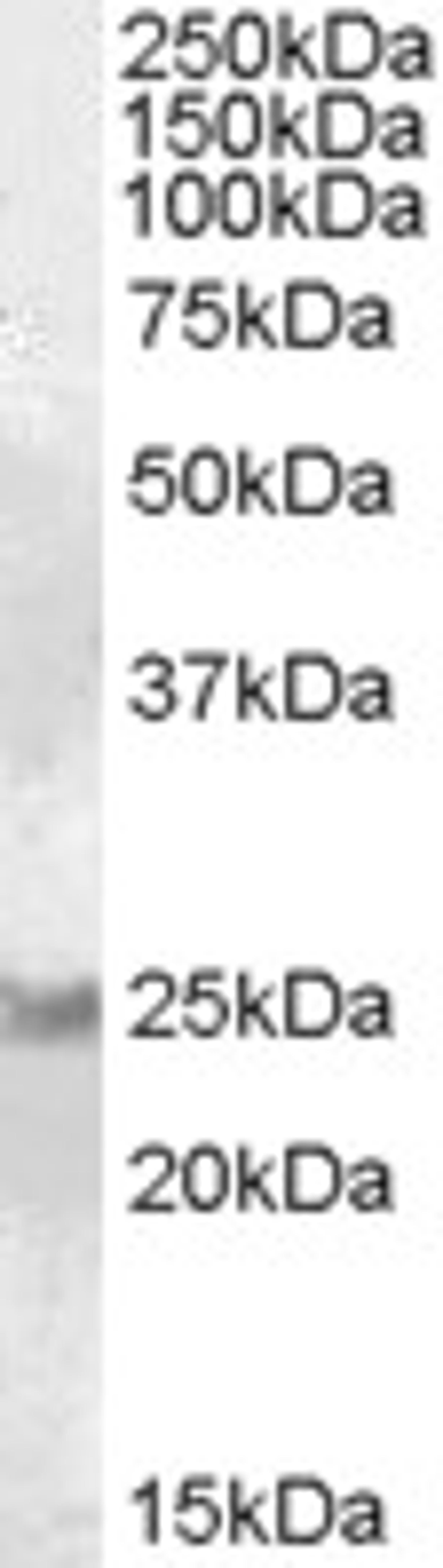 46-703 (0.1ug/ml) staining of Human Brain (Cerebellum) lysate (35ug protein in RIPA buffer). Primary incubation was 1 hour. Detected by chemiluminescence.