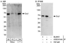 Detection of human Cry1 by western blot and immunoprecipitation.