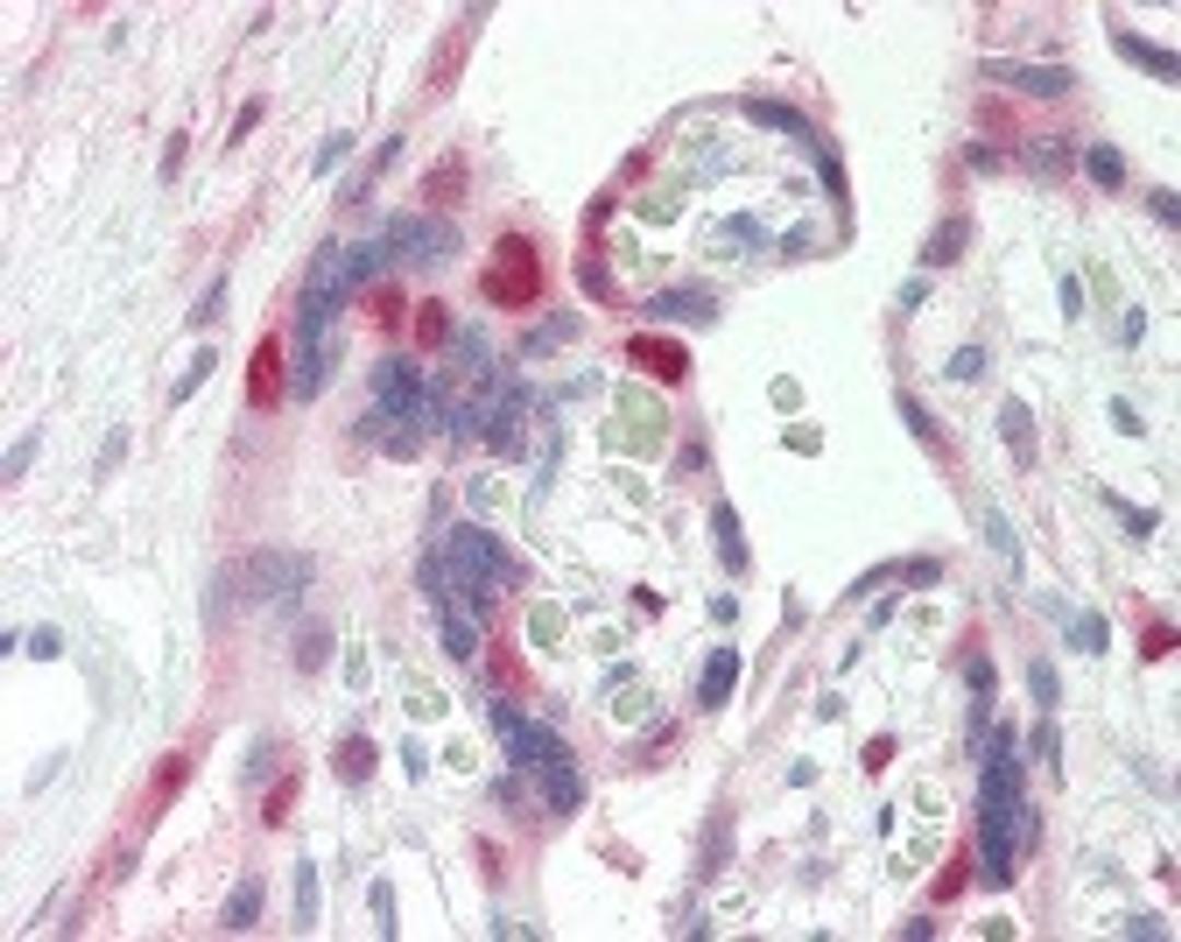 Immunohistochemistry staining of CDK2 in placenta tissue using CDK2 Monoclonal Antibody.