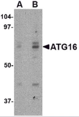 Western blot analysis of ATG16 in HeLa cell lysate with ATG16 antibody at (A) 0.25 and (B) 0.5 &#956;g/mL.