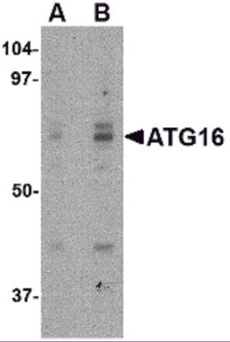 Western blot analysis of ATG16 in HeLa cell lysate with ATG16 antibody at (A) 0.25 and (B) 0.5 μg/mL.