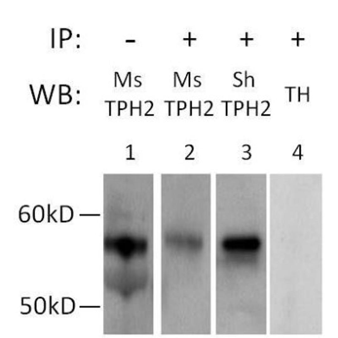 Immunoprecipitation: Tryptophan hydroxylase 2 Antibody [NB100-74555] - Analysis of TPH2 from raphe nuclei isolated from Sprague-Dawley rat brains using TPH2 Polyclonal Antibody. PA1-778 was coupled to magnetic beads and added to raphe nuclei whole cell extracts for 15 minutes at RT. Immunoprecipitated proteins were assessed by Western blotting (WB), using either mouse anti-TPH2 (Ms TPH2, Lane 2) or sheep anti-TPH2 antibodies (Sh TPH2, Lane 3). As a positive control for the Western blot, non-immunoprecipitated brain lysates were probed with the mouse anti-TPH2 antibody (Lane 1). As a specificity control, a blot containing immunoprecipitated proteins was probed with an antibody specific for Tyrosine Hydroxylase (TH, Lane 4). Data courtesy of the Innovators Program.