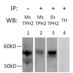 Immunoprecipitation: Tryptophan hydroxylase 2 Antibody [NB100-74555] - Analysis of TPH2 from raphe nuclei isolated from Sprague-Dawley rat brains using TPH2 Polyclonal Antibody. PA1-778 was coupled to magnetic beads and added to raphe nuclei whole cell extracts for 15 minutes at RT. Immunoprecipitated proteins were assessed by Western blotting (WB), using either mouse anti-TPH2 (Ms TPH2, Lane 2) or sheep anti-TPH2 antibodies (Sh TPH2, Lane 3). As a positive control for the Western blot, non-immunoprecipitated brain lysates were probed with the mouse anti-TPH2 antibody (Lane 1). As a specificity control, a blot containing immunoprecipitated proteins was probed with an antibody specific for Tyrosine Hydroxylase (TH, Lane 4). Data courtesy of the Innovators Program.