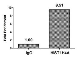 Chromatin Immunoprecipitation Hela (4*10<sup>6</sup>) were treated with Micrococcal Nuclease, sonicated, and immunoprecipitated with 8µg anti-HIST1H4A (CSB-PA010429PA05acHU) or a control normal rabbit IgG. The resulting ChIP DNA was quantified using real-time PCR with primers against the β-Globin promoter.