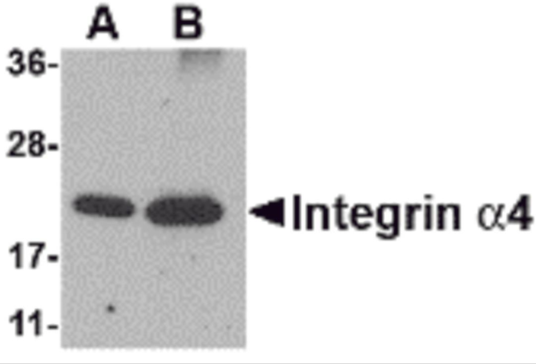 Western blot analysis of Integrin alpha 4 using (A) 25 and (B) 100 ng of recombinant Integrin alpha 4 with Integrin alpha 4 antibody at 1 &#956;g/mL.