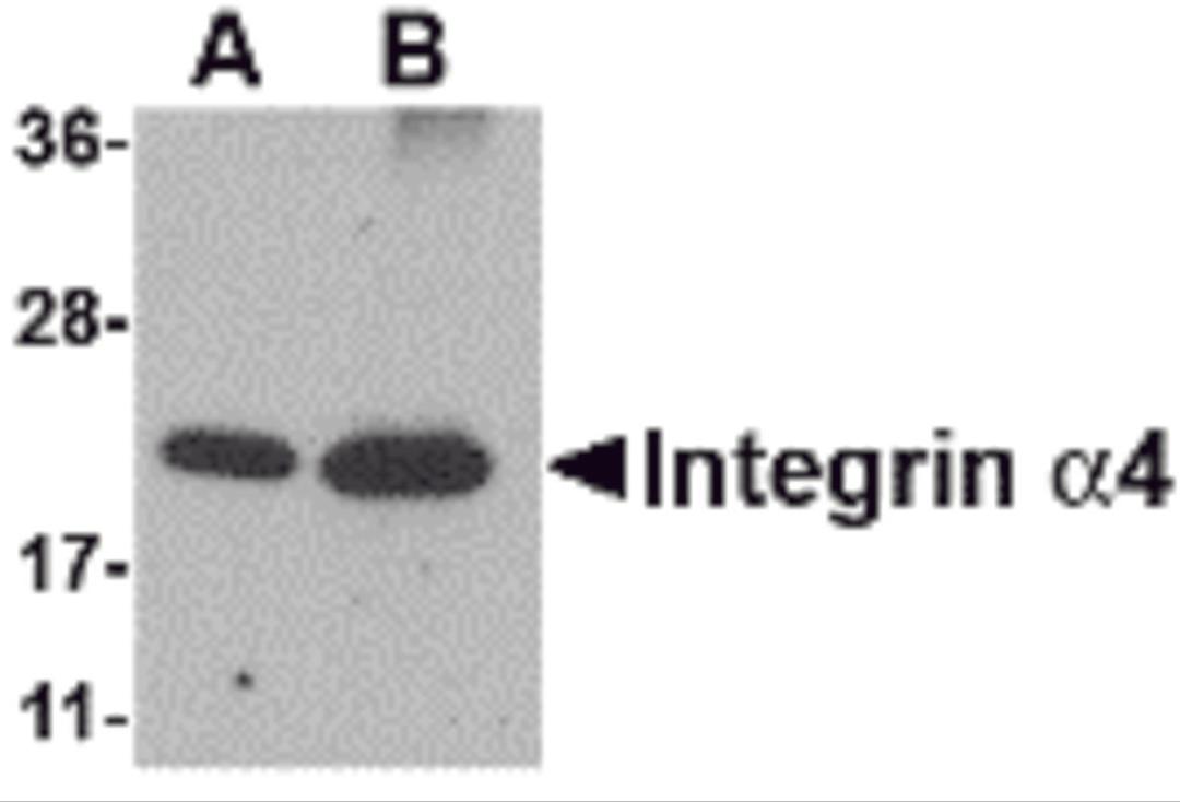 Western blot analysis of Integrin alpha 4 using (A) 25 and (B) 100 ng of recombinant Integrin alpha 4 with Integrin alpha 4 antibody at 1 μg/mL.