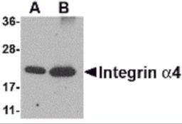 Western blot analysis of Integrin alpha 4 using (A) 25 and (B) 100 ng of recombinant Integrin alpha 4 with Integrin alpha 4 antibody at 1 μg/mL.