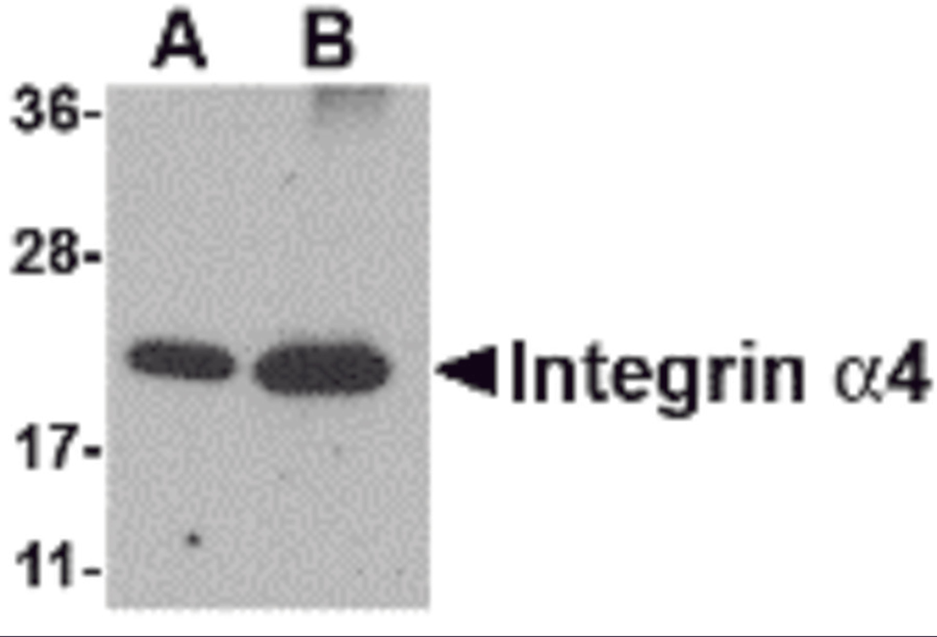 Western blot analysis of Integrin alpha 4 using (A) 25 and (B) 100 ng of recombinant Integrin alpha 4 with Integrin alpha 4 antibody at 1 μg/mL.
