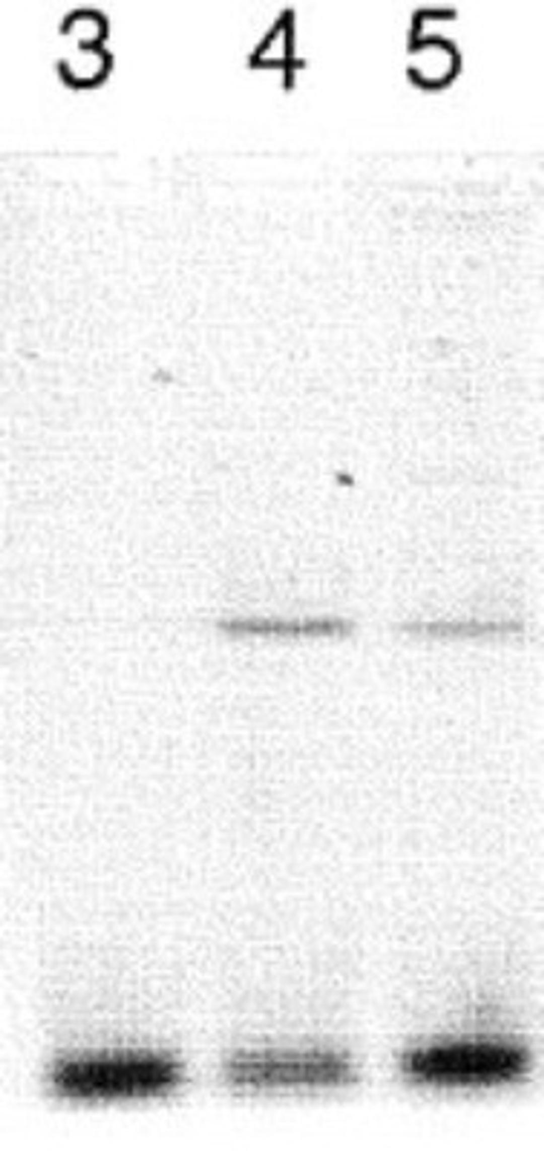 Western Blot: CLOCK Antibody [NB100-126] - Lanes 3-5 contained alpha CLOCK immunoprecipitated DNA (15, 10 and 5 ul of antisera added respectively to the 900 ul of sonicated chromatin  sample in the ChIP assay.