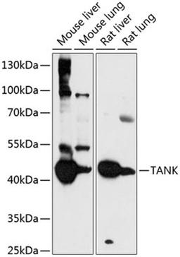 Western blot - TANK antibody (A14501)