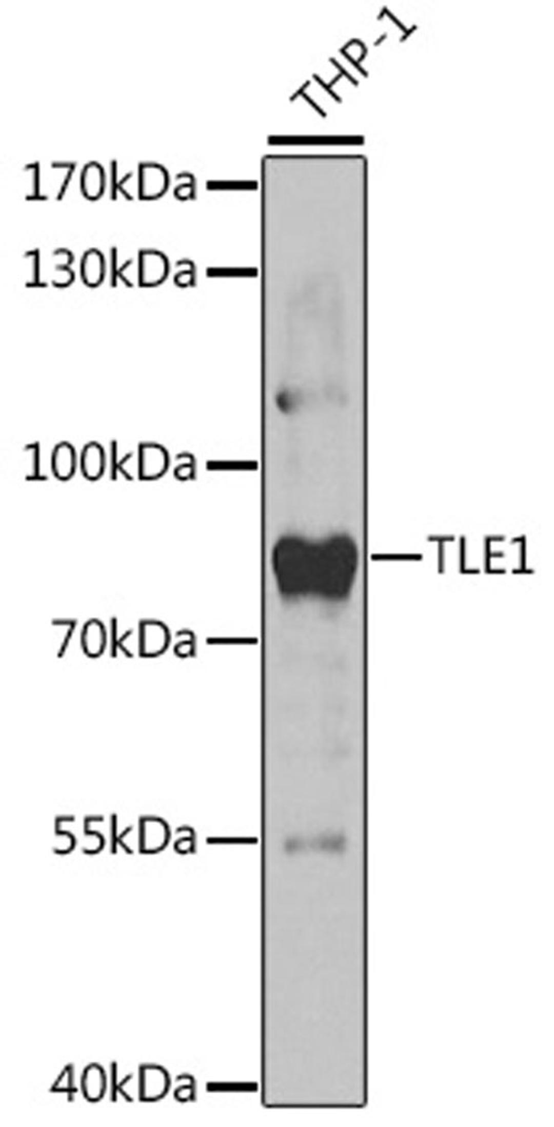 Western blot - TLE1 antibody (A5501)