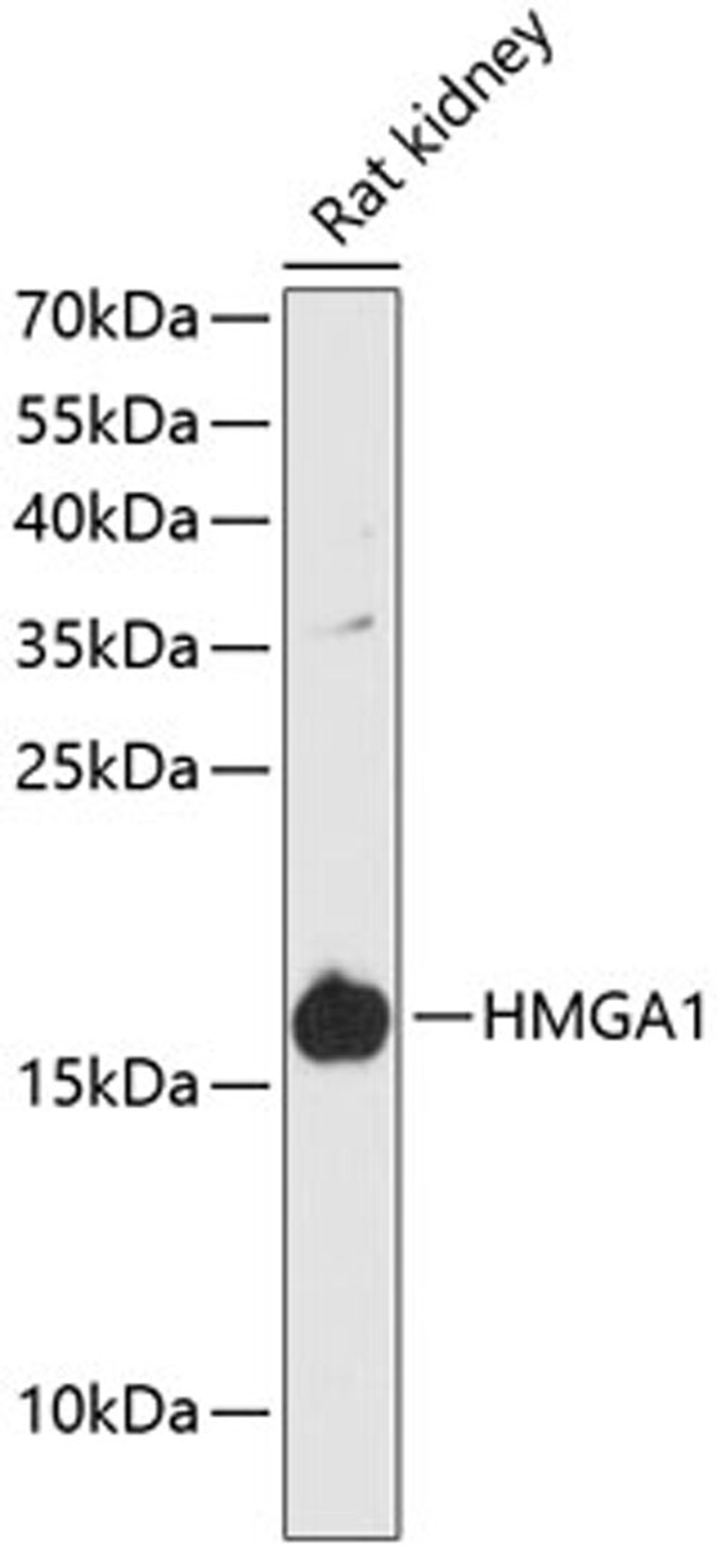 Western blot - HMGA1 antibody (A12693)