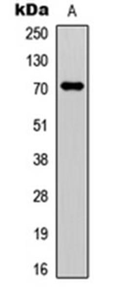 Western blot analysis of A549 (Lane 1) whole cell lysates using Factor XI HC antibody