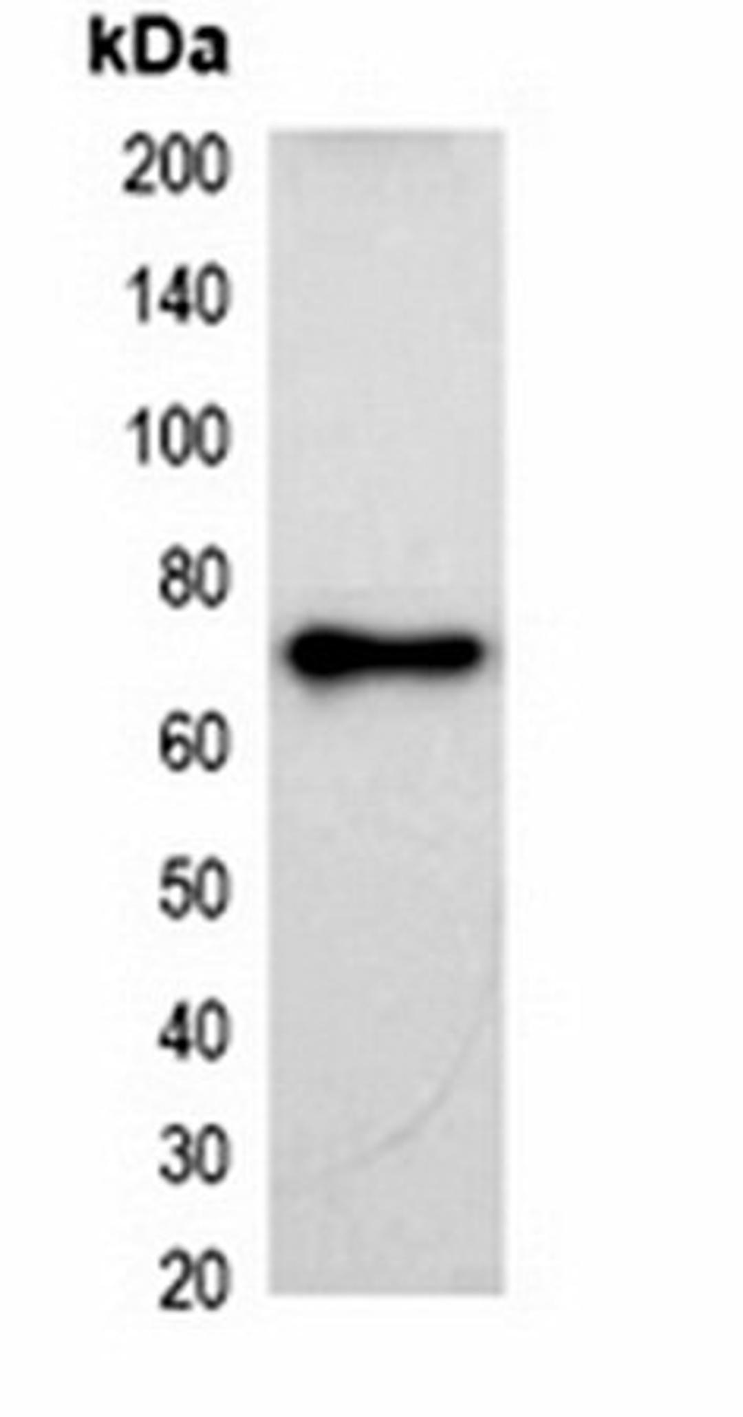 Western blot analysis of 293T cell lysate using KT3-tag antibody