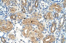 Antibody used in IHC on Human Kidney at 4.0-8.0 ug/ml.