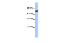 Antibody used in WB on Human Brain at 0.2-1 ug/ml.