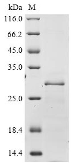 (Tris-Glycine gel) Discontinuous SDS-PAGE (reduced) with 5% enrichment gel and 15% separation gel.