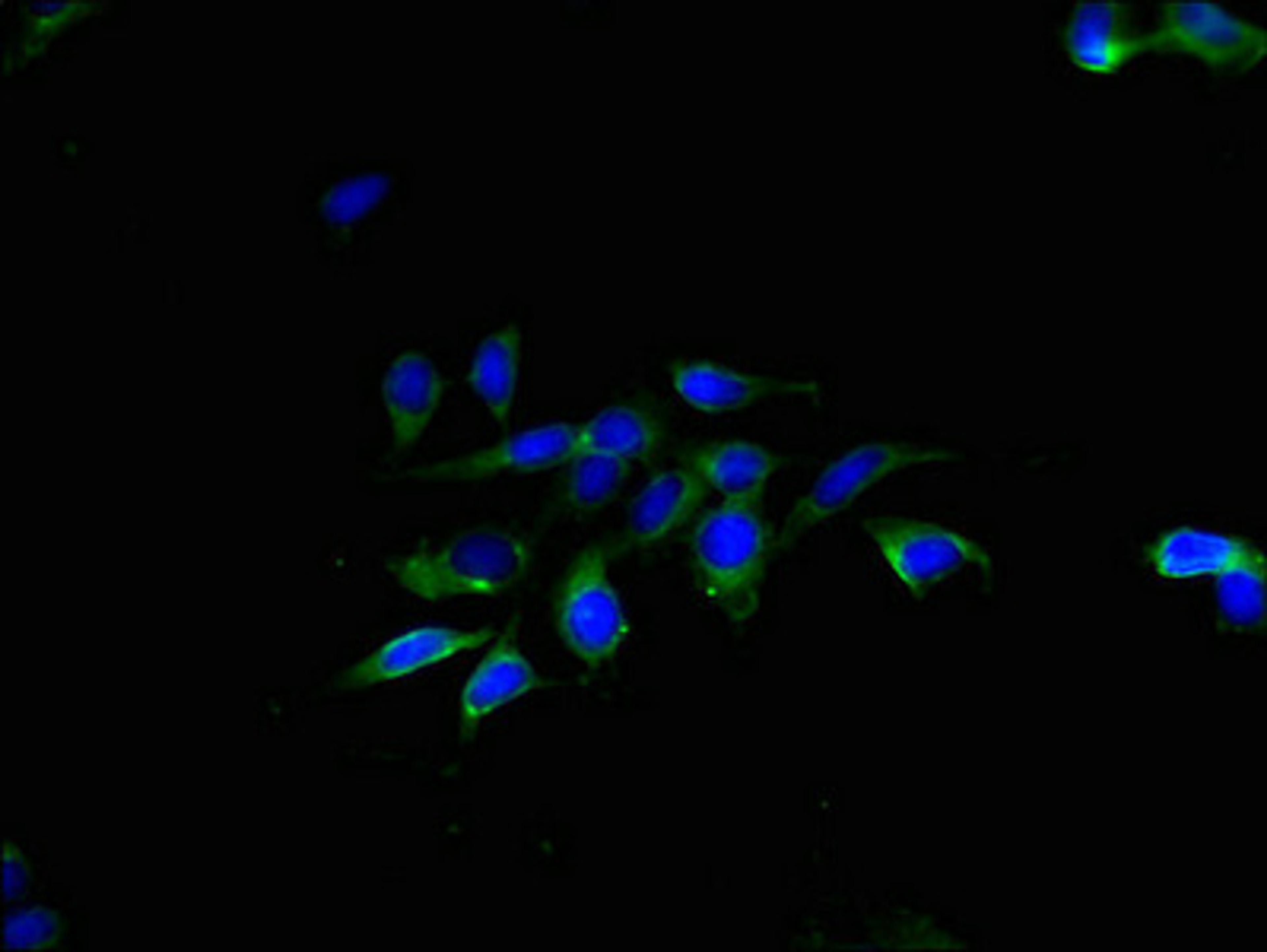 Immunofluorescent analysis of Hela cells using CSB-PA023836LA01HU at dilution of 1:100 and Alexa Fluor 488-congugated AffiniPure Goat Anti-Rabbit IgG(H+L)