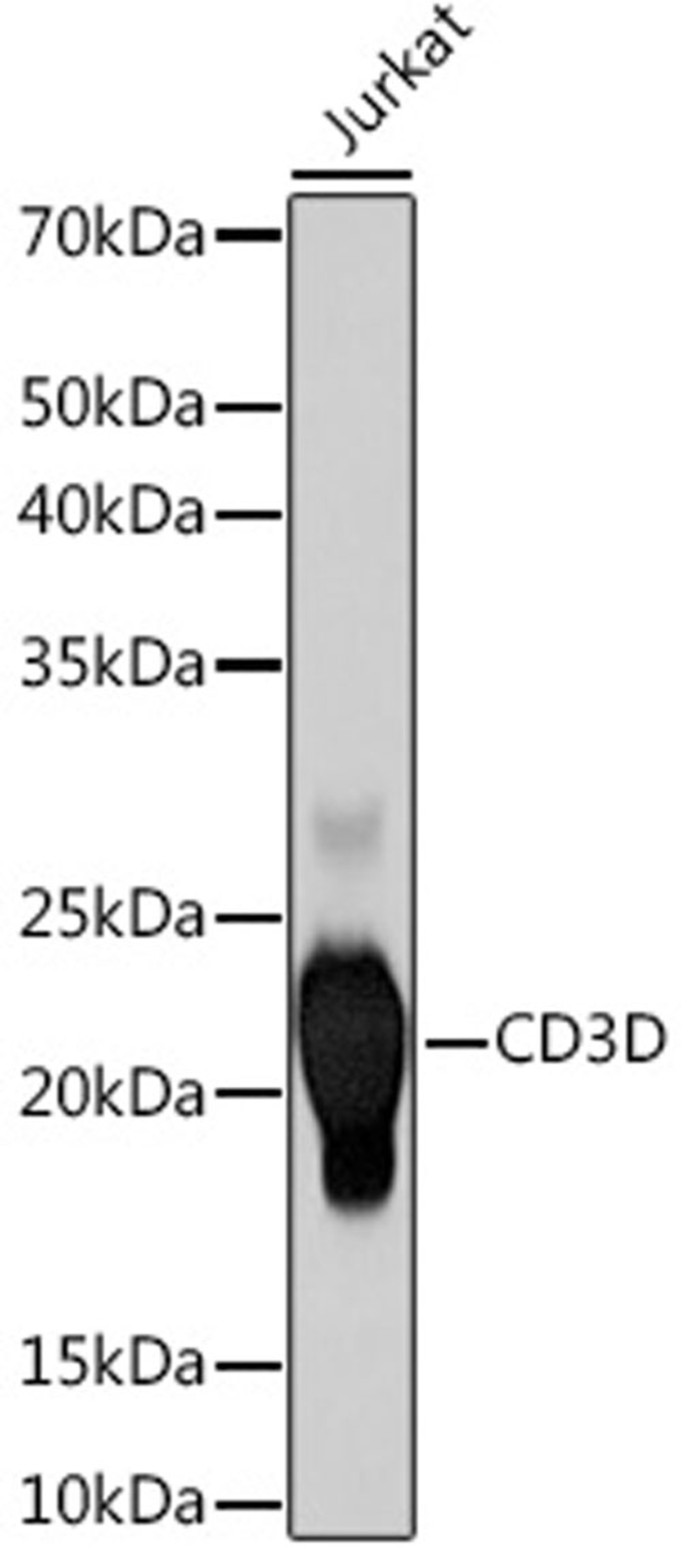 Western blot - CD3D Rabbit mAb (A9770)