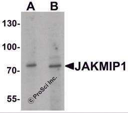 Western blot analysis of JAKMIP1 in rat brain tissue lysate with JAKMIP1 antibody at (A) 1 and (B) 2 &#956;g/mL