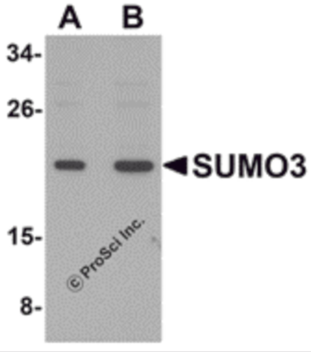 Western blot analysis of SUMO3 in mouse liver tissue lysate with SUMO3 antibody at (A) and (B) 2 μg/mL.