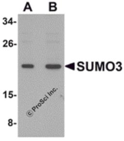Western blot analysis of SUMO3 in mouse liver tissue lysate with SUMO3 antibody at (A) and (B) 2 μg/mL.