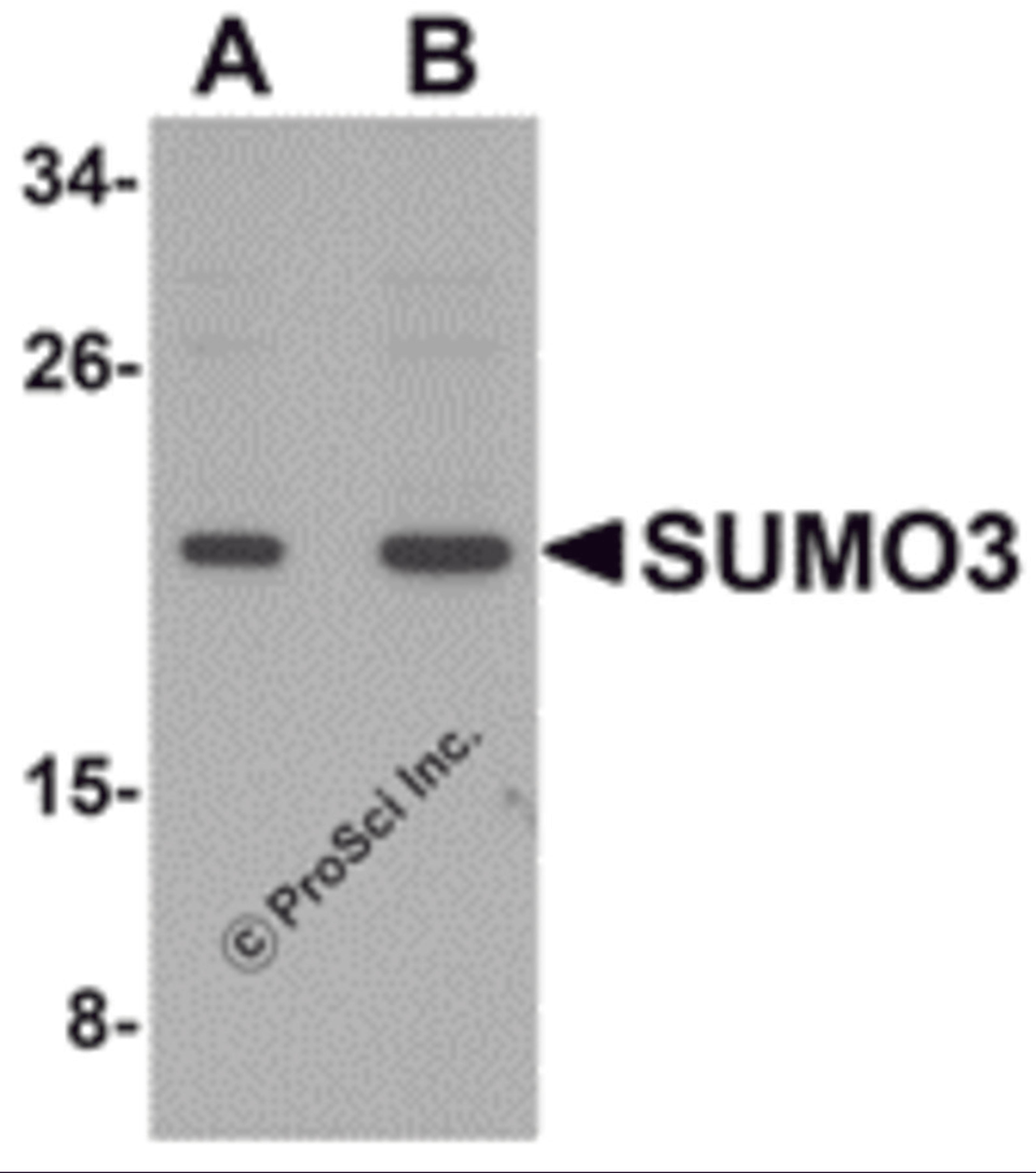 Western blot analysis of SUMO3 in mouse liver tissue lysate with SUMO3 antibody at (A) and (B) 2 μg/mL.
