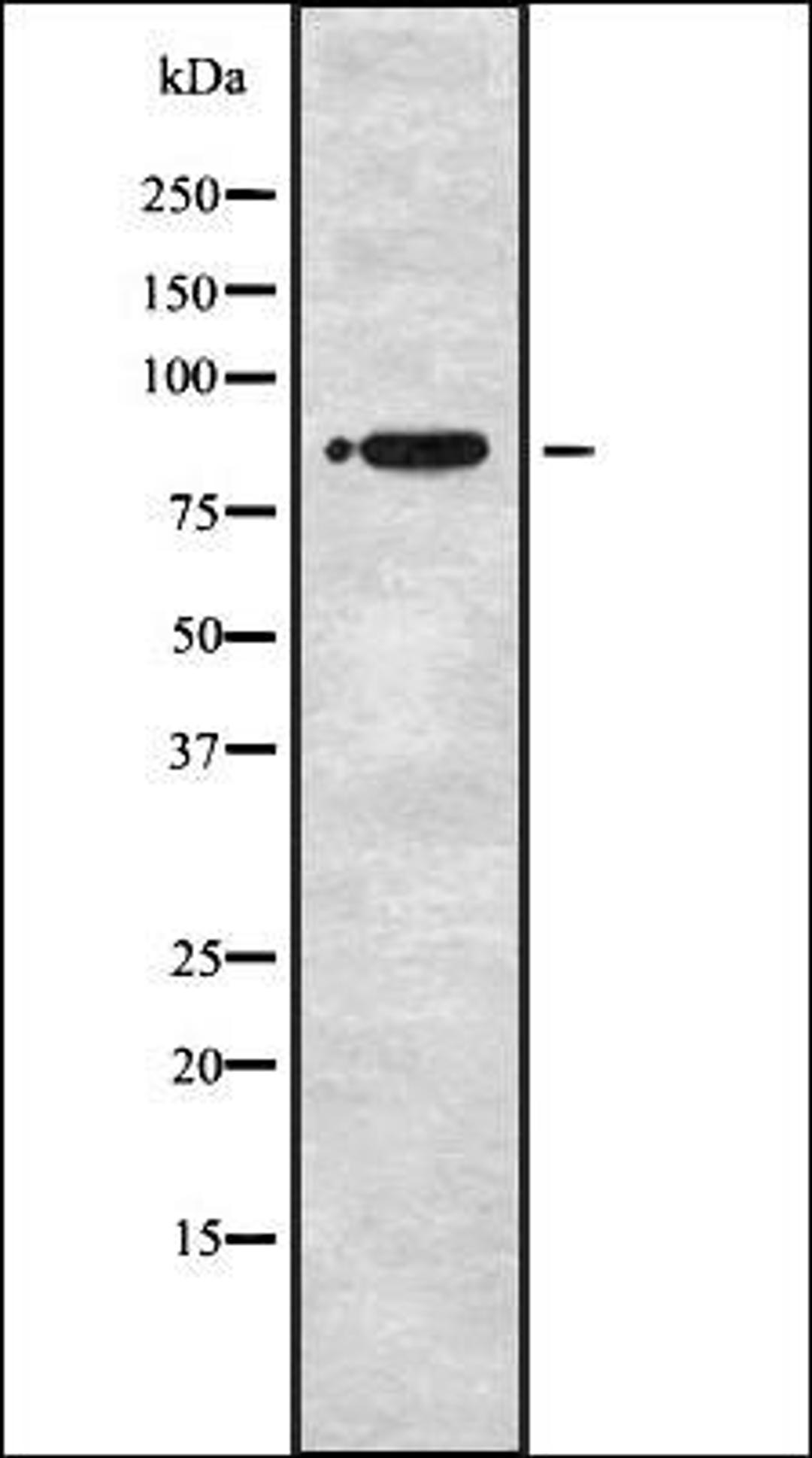 Western blot analysis of HEK293 cells using STRN1/3 antibody