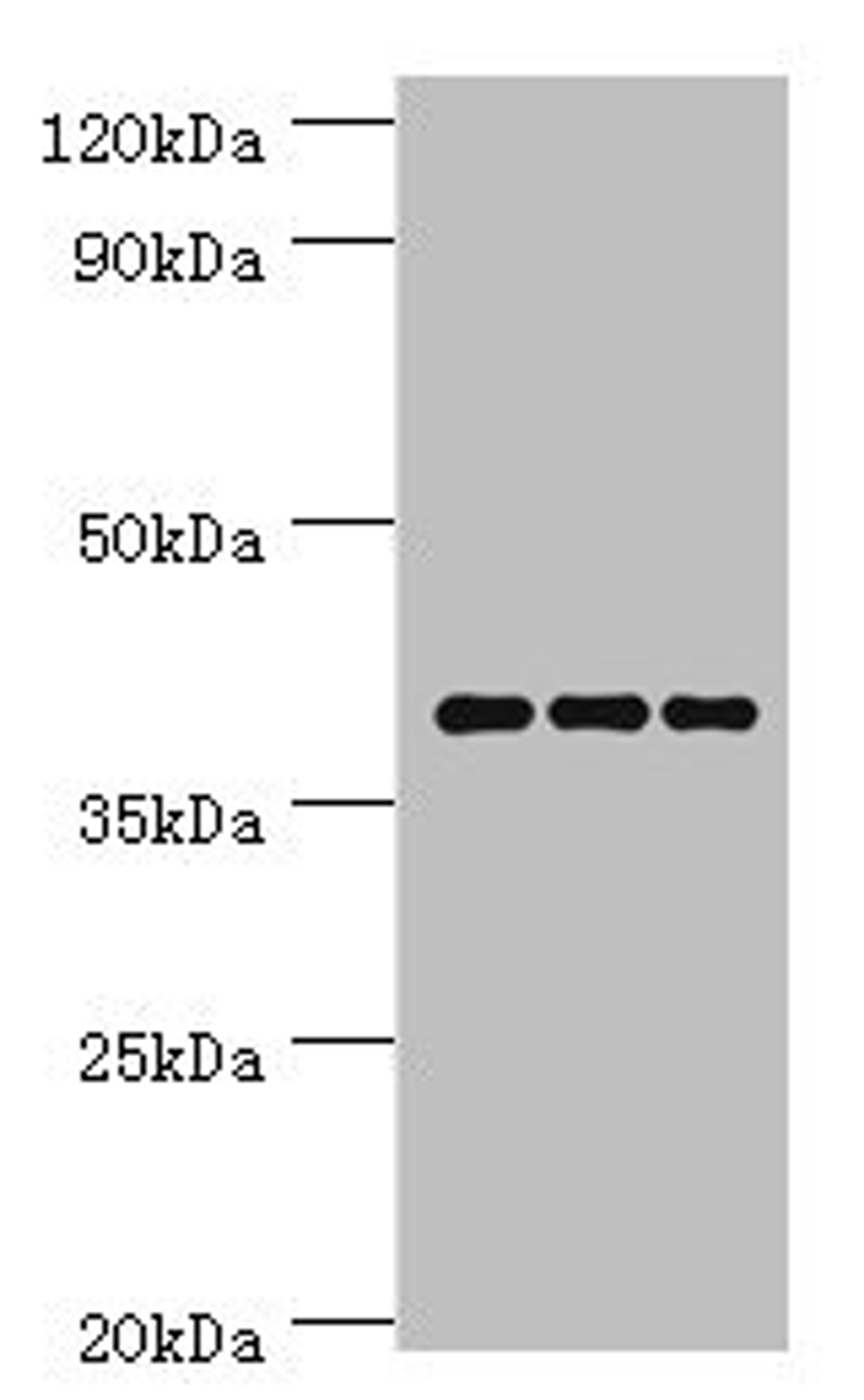 Western blot. All lanes: Paired box protein Pax-4 antibody at 6ug/ml. Lane 1: Hela whole cell lysate. Lane 2: K562 whole cell lysate. Lane 3: Mouse pancreatic. Secondary. Goat polyclonal to rabbit IgG at 1/10000 dilution. Predicted band size: 38, 30 kDa. Observed band size: 38 kDa. 