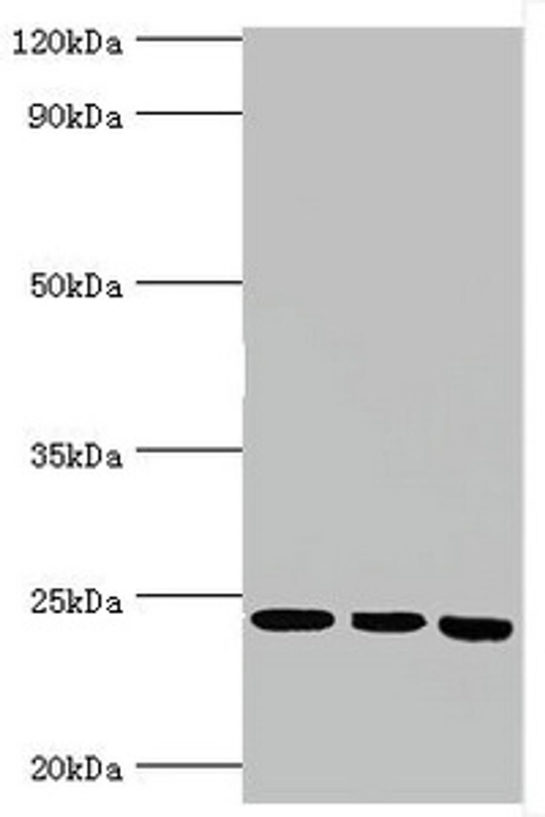 Western blot. All lanes: BAG family molecular chaperone regulator 2 antibody at 6ug/ml. Lane 1: Jurkat whole cell lysate. Lane 2: Hela whole cell lysate. Lane 3: HepG2 whole cell lysate. Secondary. Goat polyclonal to rabbit IgG at 1/10000 dilution. Predicted band size: 24, 21 kDa. Observed band size: 24 kDa.