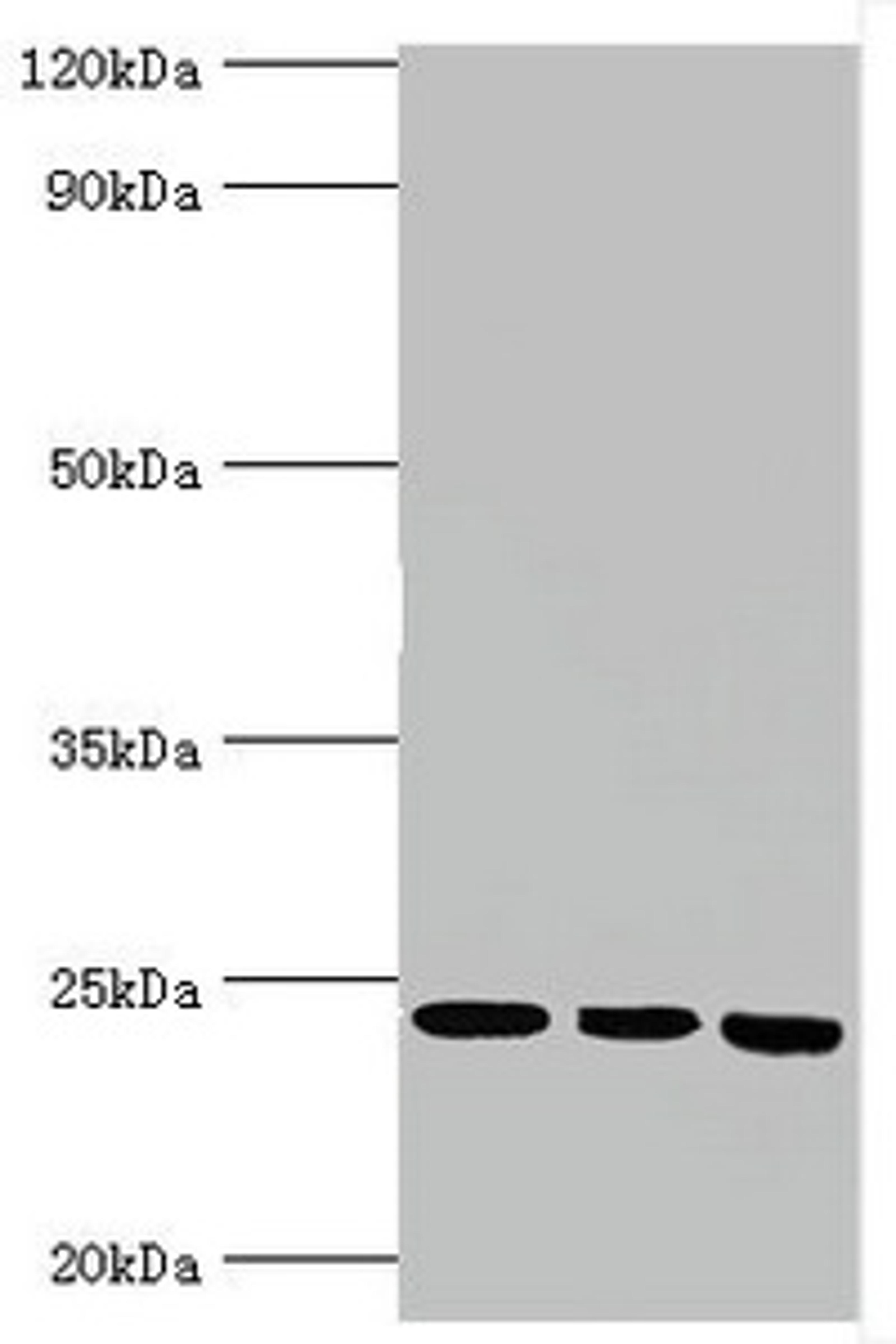 Western blot. All lanes: BAG family molecular chaperone regulator 2 antibody at 6ug/ml. Lane 1: Jurkat whole cell lysate. Lane 2: Hela whole cell lysate. Lane 3: HepG2 whole cell lysate. Secondary. Goat polyclonal to rabbit IgG at 1/10000 dilution. Predicted band size: 24, 21 kDa. Observed band size: 24 kDa.
