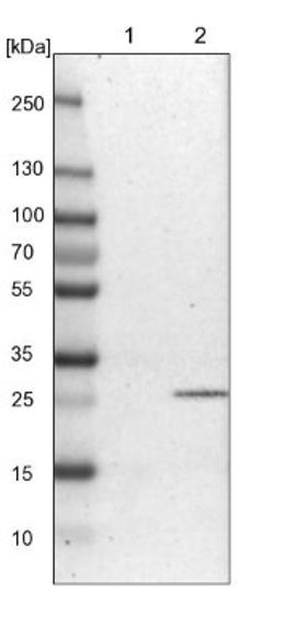 Western Blot: ATPAF2 Antibody [NBP1-88885] - Lane 1: NIH-3T3 cell lysate (Mouse embryonic fibroblast cells)<br/>Lane 2: NBT-II cell lysate (Rat Wistar bladder tumour cells)