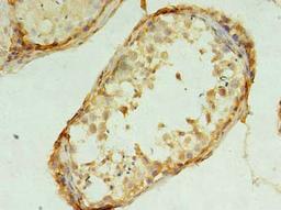 Immunohistochemical staining of human testis tissue using TMEM9 antibody